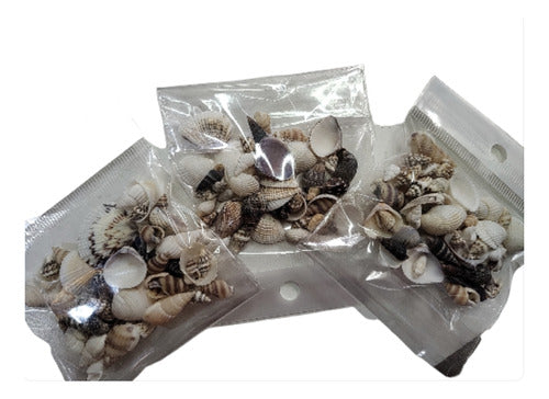 China Mini Seashells Encapsulated Charms for Jewelry X50u 0