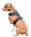 FTZ Pit Bull Collar Halti Harness Dog Leash 3