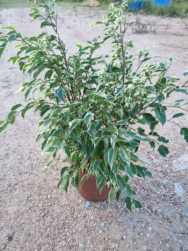 Ficus Interior Con Maceta Y Decoración Con Piedritas!! 2