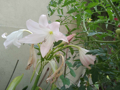 Crino Planta Crinum Blanco 3