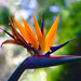 Strelitzia Reginae , Flor Del Pájaro O Ave Del Paraíso 5