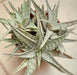 Mix Aloe Crasas Suculentas Brevifolia Black Juvenna White 5