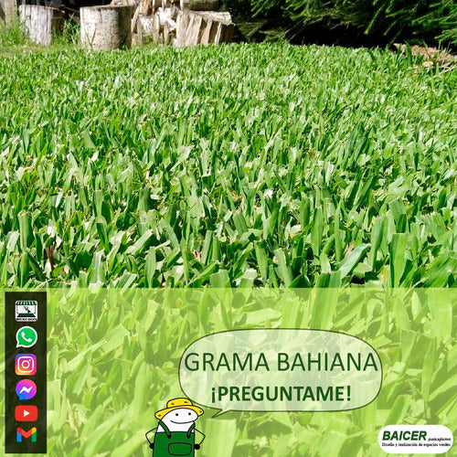 Bahia Grass for 10-20m2 1
