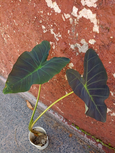 Colocasia Esculenta Imperial Taro Oreja De Elefante 1