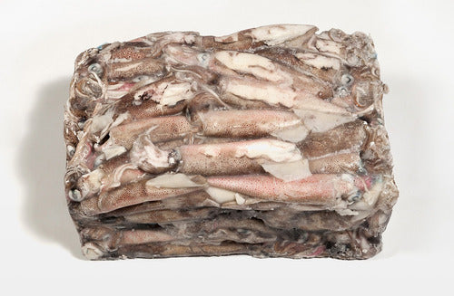 Frozen Whole Medium Squid M Onboard 13 Kg 0