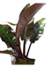 Philodendron Black - Filodendros 7