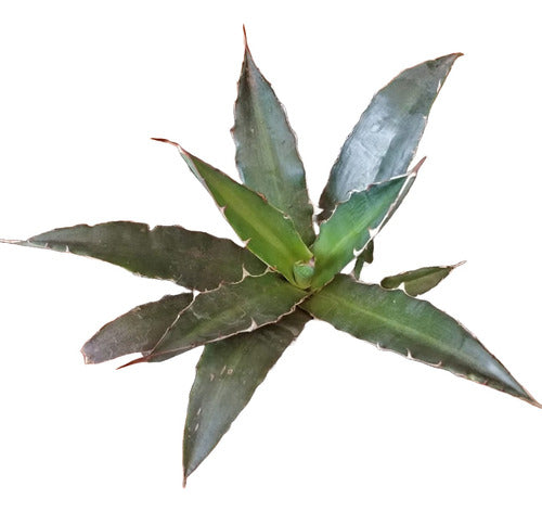 Agave Funkiana 0