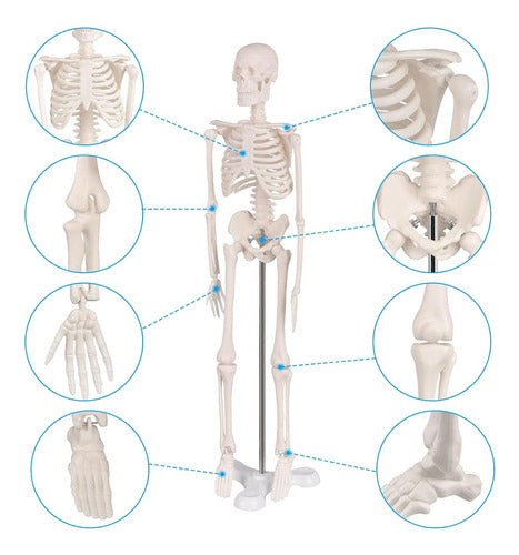 Anatomy Model Human Anatomical Skeleton Display Stand 2