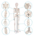 Anatomy Model Human Anatomical Skeleton Display Stand 2