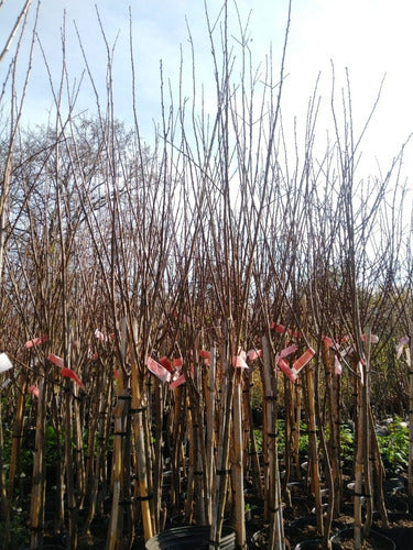 Cerezo Sakura (prunus Serrulata) En 10 Litros. Certificados 1