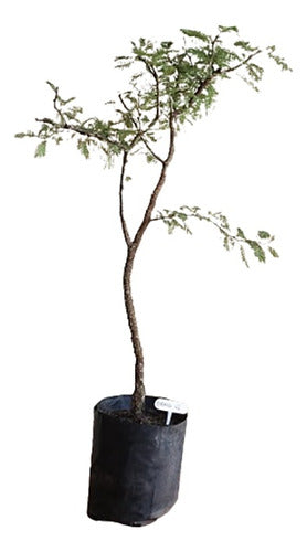 Prebonsai Arbol Espinillo De Exterior En Maceta De Cultivo 0