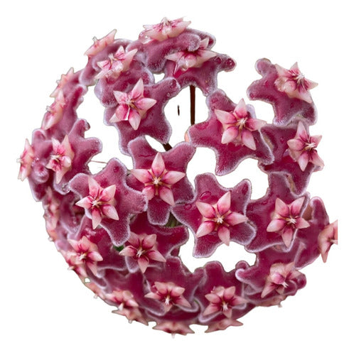 Hoya Publicallix Silver Pink - Flor De Cera - Nacar 0