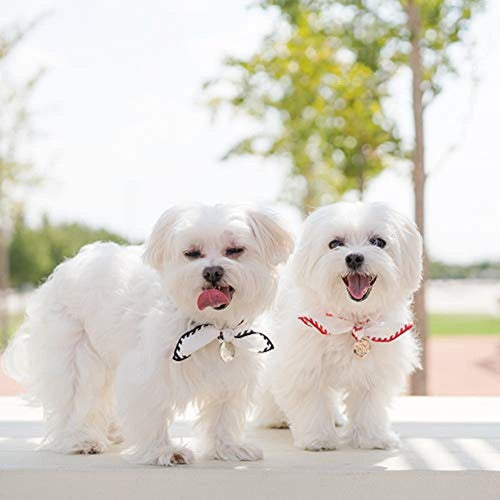 Bandana De Seda A Rayas Con Accesorios (cachorros Modernos N 4