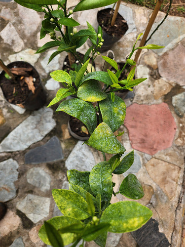 Árbol Naranjo De Ombligo Injertado Excelente Calidad 3