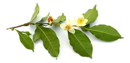 Plantin De Té - Camelia Sinensis 0