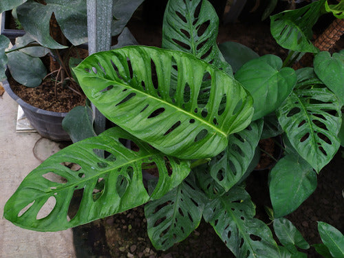 Monstera, Planta De Interior, Adansonii Schott 1