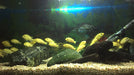 Combo 10 Ciclidos Afr Limon Labidochromis Caeruleus Malawi 4