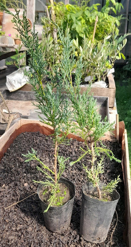 Plantines De Juniperus Hetzi Glauca - Ideal Bonsai 1