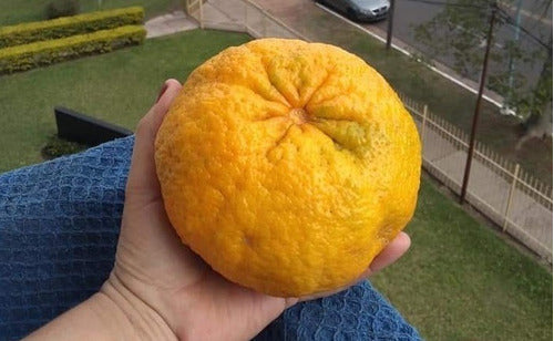 Mandarina Campeona (Bergamota) 1