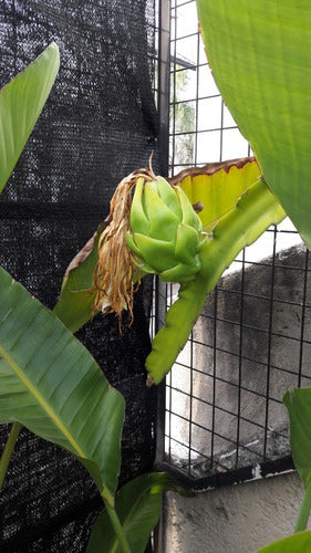 H. undatus Planta De Pitaya Blanca O Fruta Del Dragón 1