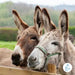 Equslac Donkey Milk - Pack 6L 2