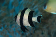 Oceanlife Pez Marino - Dascyllus Melanurus - Damisela 4 Bandas 0