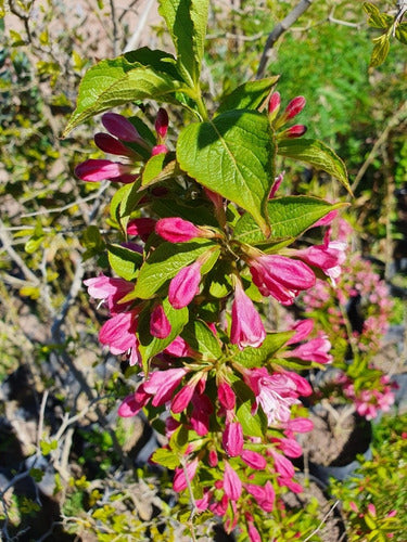 Weigela Florida ! Espectaculares 2