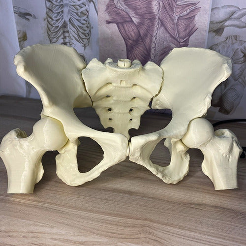 Mundo Med Real Size Female Pelvis with Magnets 0