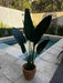 HYF Premium Artificial Bird of Paradise Plant 1.20 Mts 4