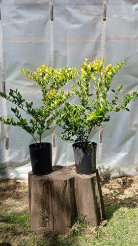 Olea Texana Amarilla Plantas Arbustos Cerco Vivo Perimetral 1