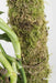 COGOSHOP Sphagnum Moss Plant Support Tutor 140 cm Pack of 6 1