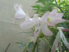 Crino Planta Crinum Blanco 2