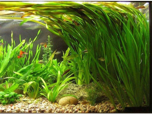 Assorted Giant Vallisneria Offer from Aquatic World 8