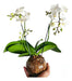 Orquideas Phalaenopsis Baby En Maceta De Vidrio 0