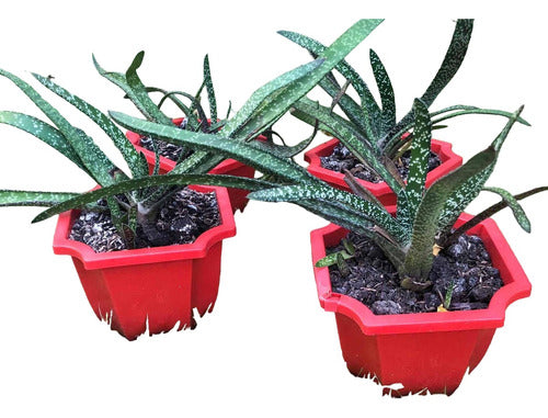 Gasteria Succulent Plant 0