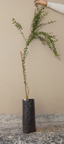 La Huertina Garden: Citrus Caviar Plant - Finger Lime - Grafted 4