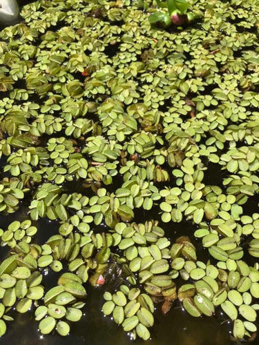 Floating Aquatic Plants 4