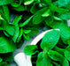 Aceite Esencial Menta Spearmint 50cc 1