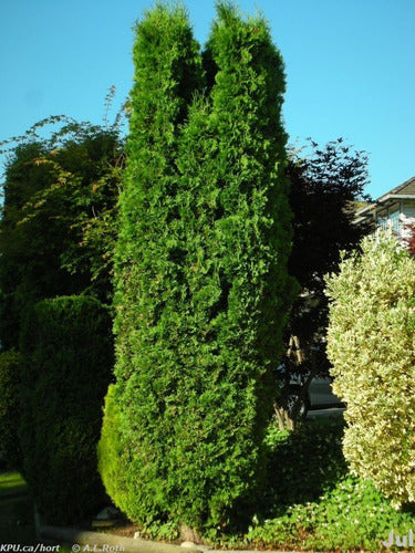 Thuja Occidentalis Fastigiata 2