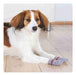 Trixie Anti-Slip Cotton Socks X2 for Dogs XL 4