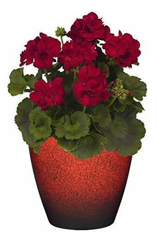 Classic Home and Garden 807-376R Maceta De La Colección Premiere, Vogue 8", Rojo Lava 1