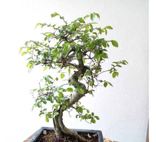 Bonsai Del Cerro: Chinese Elm 1