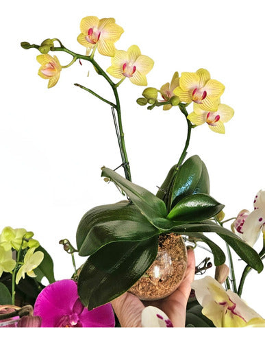 Orquideas Phalaenopsis Baby En Maceta De Vidrio 0