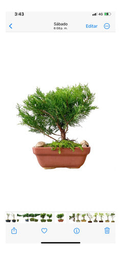 Arteenbonsai Ombu Palo Borracho Ficus Árbol De La Vida Pino 3