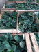 Plantas De Frutillas - 3 Plantas - H E R M O S A 3