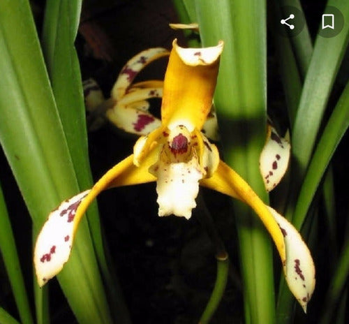 Misiones Online Combo 6 Orchid Species with Included Consultation 3