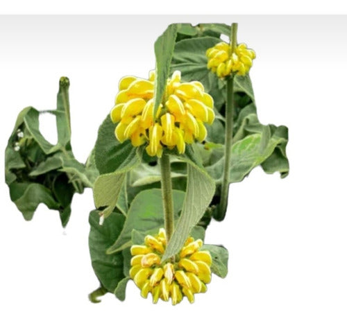 Phlomis Fruticosa Plants, Shipping Nationwide 0