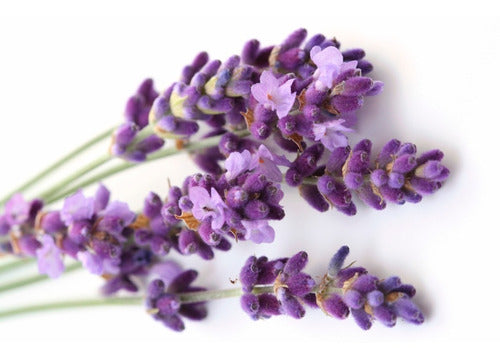 200 Lavender Vera Scented Seeds - Lavandula Vera 2