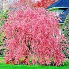 Prunus Pérsica De Flores Pérgola ( Llorón)ornamental 0