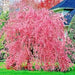 Prunus Pérsica De Flores Pérgola ( Llorón)ornamental 0